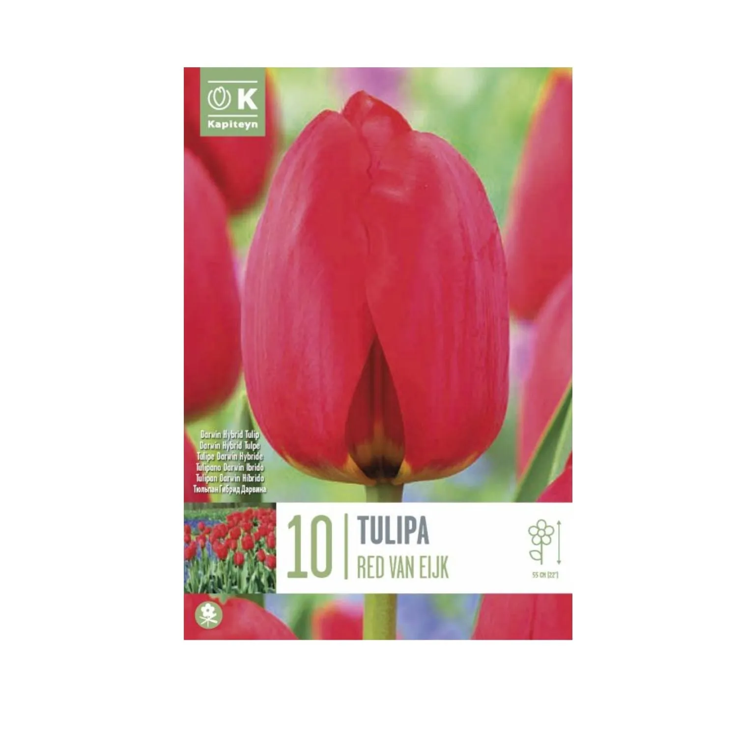 Kapiteyn 10 Tulip Red Van Eijk Bulbs