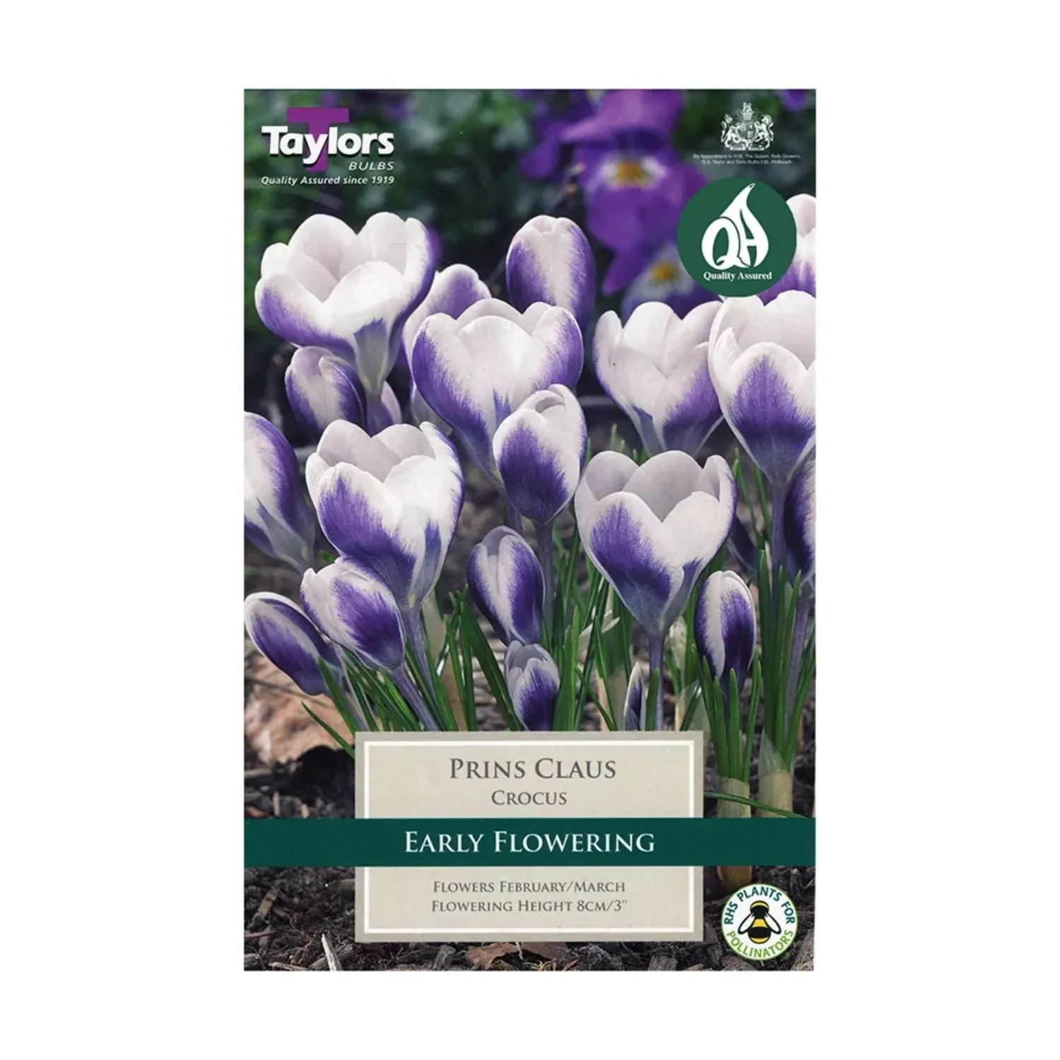 Taylors 10 Prins Claus Crocus Bulbs